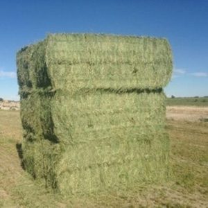 Foin de luzerne biologique séché de qualité supérieure pour l'alimentation animale, provenant de fournisseurs de matériel récolté propre et prêt à l'exportation, conditionné en balles. - Product Image 1