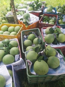 ส้มโอส้มโอส้มโอผลไม้ส้มออร์แกนิกจากเวียดนามพร้อมเนื้อสีชมพู1-1.8กิโลกรัม/ชิ้น WA 0084989322607 - Product Image 5