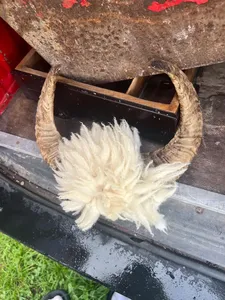 Souvenir authentique léger et écologique de style animal poli en corne de bélier pour une décoration unique pour la maison et le bureau Prix - Product Image 5