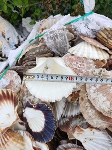 Natural Handicrafts Raw Seashell Fish for Vase Small Accessories Decoration 1-3CM White Scallops <b>Ornaments</b> - Product Image 4