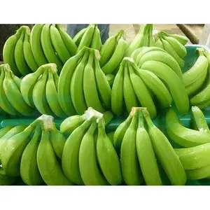Vente en gros de meilleurs emballages personnalisés de haute qualité Banane Cavendish verte fraîche de fruits Bananes naturelles fraîches des États-Unis