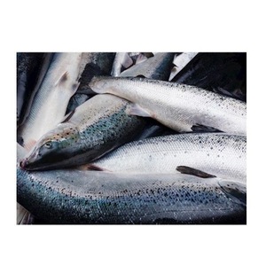 Pesce Intero di <span class=keywords><strong>Salmone</strong></span> Atlantico Biologico Congelato FD BQF in Confezione Bulk - Product Image 4