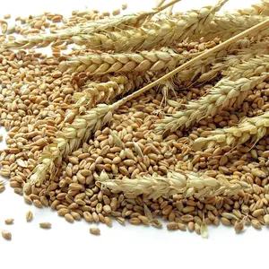 Высокое качество зерна пшеницы для оптовой продажи