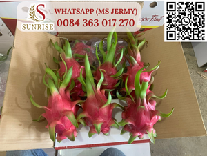 Verse Draak Fruit Premium Grade Vietnam Oorsprong Gezond