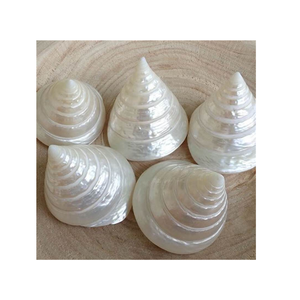 Turbo Shell Centerpiece Ocean Elegance para hogares - Product Image 4