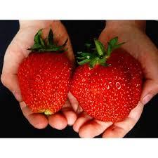 Semi di 400 importati semi di fragola giganti rari e semi di fragola sudamericana