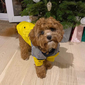 Impermeable para Perros de Algodón Moderno de Alta Calidad 2026, con Capucha, Ligero y Resistente al Viento - Product Image 4