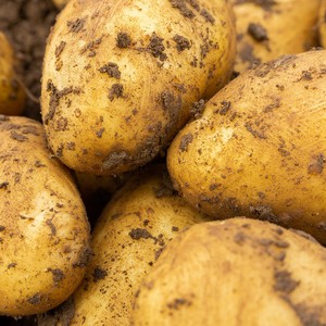 2025 Holland di patate del raccolto