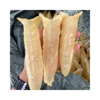 Vessie de poisson Pangasius Corvina / Vessie de poisson séché / Vessie de poisson séché de poisson jaune