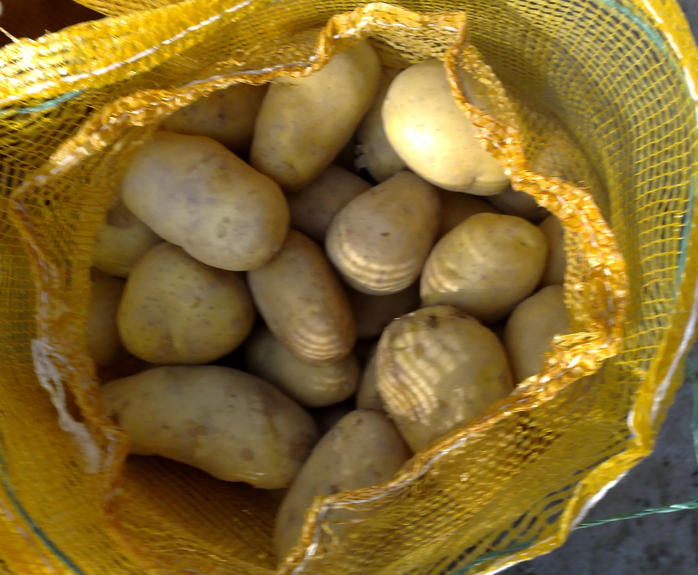 High Quality Fresh Potatoes +55