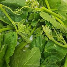 INGREDIENTE BASADO EN PLANTAS DE ETIQUETA LIMPIA DE HOJAS DE CALABAZA CONGELADAS DE CALIDAD PREMIUM PARA EL APOYO INMUNE Y LA DIETA SALUDABLE - Product Image 6