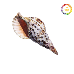 Concha de mar de trompeta natural seleccionada a mano de primera calidad, ideal para decoración del hogar y colecciones marinas - Product Image 4