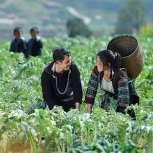 Venta caliente de hierbas naturales hoja de alcachofa extracto seco en polvo apoyo a la salud del hígado de Vietnam - Product Image 5