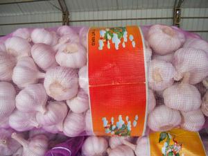 Ajo Fresco Blanco Puro de Primera Calidad, Excelente Ajo - Product Image 3