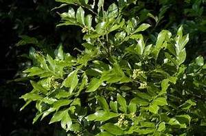 Hojas Secas de Clausea Indica de Primera Calidad, Producto Botánico Limpio para la Salud Inmunológica, Desintoxicación y Uso en Té de Hierbas - Product Image 6