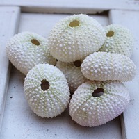 Coquilles d'oursins marins naturelles en gros, coquillages colorés sur le thème de la plage pour la décoration intérieure et les cadeaux en provenance du Vietnam