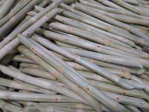 Los mejores proveedores de caña de azúcar congelada Palos de caña de azúcar pura dulce Exportación a granel Mejor oferta Jugo de caña de azúcar congelado Precio competitivo - Product Image 4