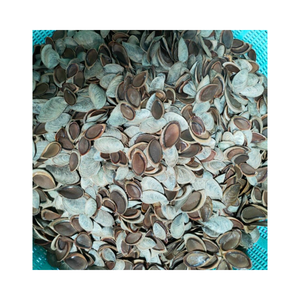 เปลือกธรรมชาติขนาดใหญ่ murex operculum Triton amonite ตกแต่ง-หอยทากเปลือกหอยใหญ่สำหรับตกแต่ง - Product Image 3