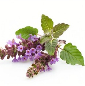 Vente en gros d'huile essentielle de patchouli 100% naturelle pure d'Inde - Product Image 4