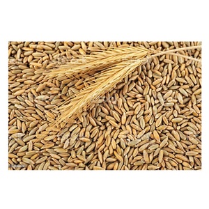 Grains de seigle biologiques de haute qualité à prix de gros bon marché à vendre - Product Image 3