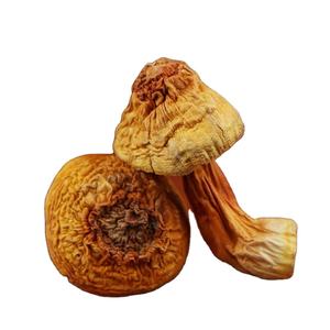 Agaricus-setas salvajes, setas orgánicas de alta calidad - Product Image 1