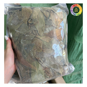 Feuilles de Corossol Séchées, Feuilles de Graviola Guanabana Séchées Offres Spéciales pour le Thé, Prix Compétitif pour la Feuille de Graviola Séchée pour l'Exportation - Product Image 2