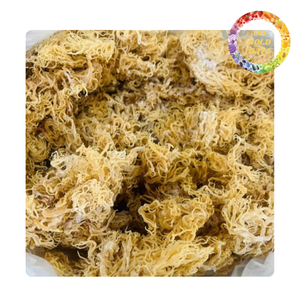 Premium Dried <b>Sea</b> <b>Moss</b> Seaweed for Beverage Dessert and Food Industry Use - Product Image 2