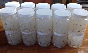 Nata De COCO กระป๋องจากเวียดนามมะพร้าวเจลในน้ำเชื่อมแอนนา - Product Image 6