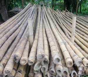 Pôles en bambou robustes et durables pour l'échafaudage, la décoration intérieure, les usages agricoles et industriels - Product Image 2