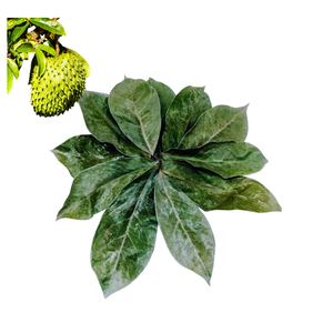 Té de Hojas Secas de Guanábana en Bolsitas y Polvo de Hoja de Guanábana al por Mayor, Oferta Especial de Vietnam - Product Image 5