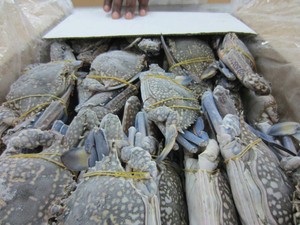 Đông lạnh nửa cắt màu xanh bơi cua để bán - Product Image 3