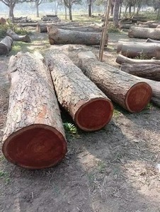 Troncos de madera Variedad diversa de maderas Teca Roble Pino Eucalipto Abeto Palisandro Haya - Product Image 5