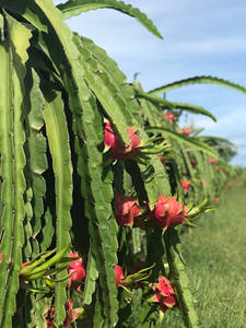 หวานและแปลกใหม่ผลไม้มังกรอ่อนกัดสำหรับรสชาติของเขตร้อน - Product Image 6