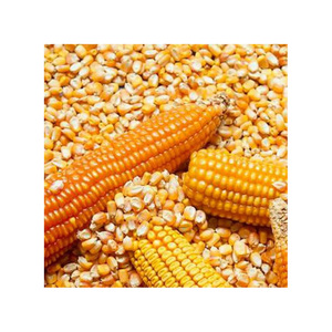 ข้าวโพดสีเหลือง/ข้าวโพดสีเหลืองสำหรับข้าวโพดเลี้ยงสัตว์ข้าวโพดคั่วข้าวโพดสีเหลือง/ข้าวโพดสีเหลืองที่ไม่ใช่จีเอ็มโอสำหรับการบริโภคของมนุษย์ - Product Image 6