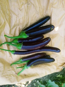 เมล็ดพันธุ์มะเขือยาวดำ F1 - Product Image 4