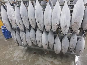 ปลาทูน่าครีบเหลืองทั้งทะเลแช่แข็งจากสเปน - Product Image 3