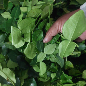 Venta al por mayor de hojas de lima Kaffir vietnamitas secas para condimentar alimentos - Product Image 2