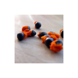 Graines de Strelitzia reginae propres et viables prêtes pour l'expédition et la culture mondiales - Product Image 5