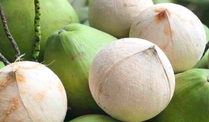 NOIX DE COCO FRAIS 100% ORIGINAL DU VIETNAM PREMIUM GRADE VERT JEUNE NOIX DE COCO 9 PICS EN CARTON - Product Image 6