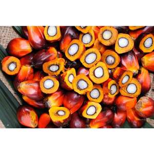 Producto nutritivo similar a la almendra de aceite de palma roja refinado de alta calidad 100% - Product Image 5