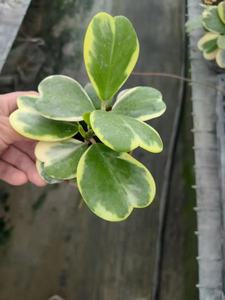<span class=keywords><strong>Pianta</strong></span> <span class=keywords><strong>Succulenta</strong></span> Hoya Kerrii Variegata a Forma di Cuore in Vaso da 9cm per Decorazione d'Interni - Product Image 1