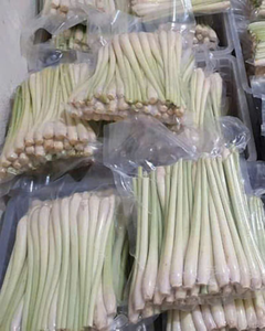 Tiges de citronnelle de qualité supérieure pour le marché international / Qualité naturelle pour l'exportation - Product Image 2