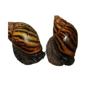 Escargots africains surgelés en vrac, qualité export, produits de la mer pour les acheteurs en gros - Product Image 6