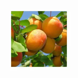 Vers Rood/Geel/Pitloze Watermeloenen Te Koop Klaar Om Te Exporteren Van Egypte Watermeloen Fruit Hoge Kwaliteit Super Smaak Natuurlijk