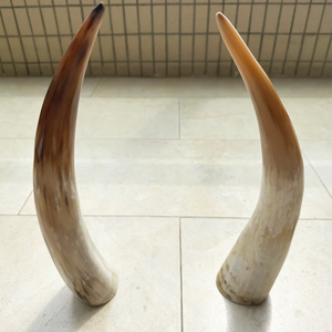 Cuernos de Búfalo Naturales Hechos a Mano y Ecológicos para Decoración del Hogar y Artículos Vikingos por Crescent Crafts - Product Image 5
