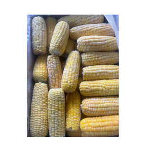 Mazorcas de maíz entero congeladas a la máxima frescura, empaquetadas de forma segura para la exportación, adecuadas para todo tipo de aplicaciones culinarias - Product Image 5