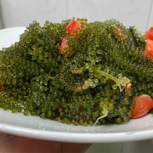 Uvas de mar verdes secas tostadas naturales de alta calidad 100% (Seagrapes) Vietnam Laver Variety Premium Green Caviar Style Bag - Product Image 1