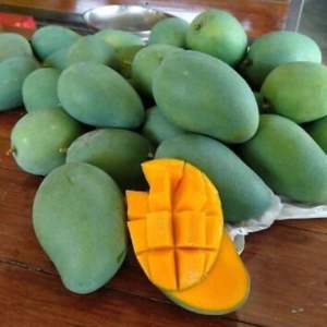 Mango Fresco Más Vendido - Venta al por Mayor de Mango Verde / Exportación de Mango - Product Image 3