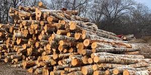 Bûches de bois dur séchées au four Bûches de bois dur séchées au four - Product Image 2