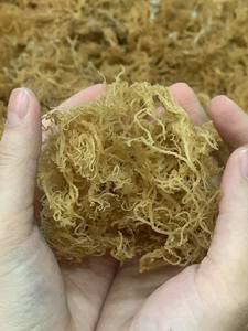 WILD CRAFT SEA MOSS /EUCHEUMA COTTONII SPINOSUM SEALWEED/IRISH SEAMOSS VENTE EN GROS POUR LA PRODUCTION DE CARRAGEENAN- Bella - Product Image 4